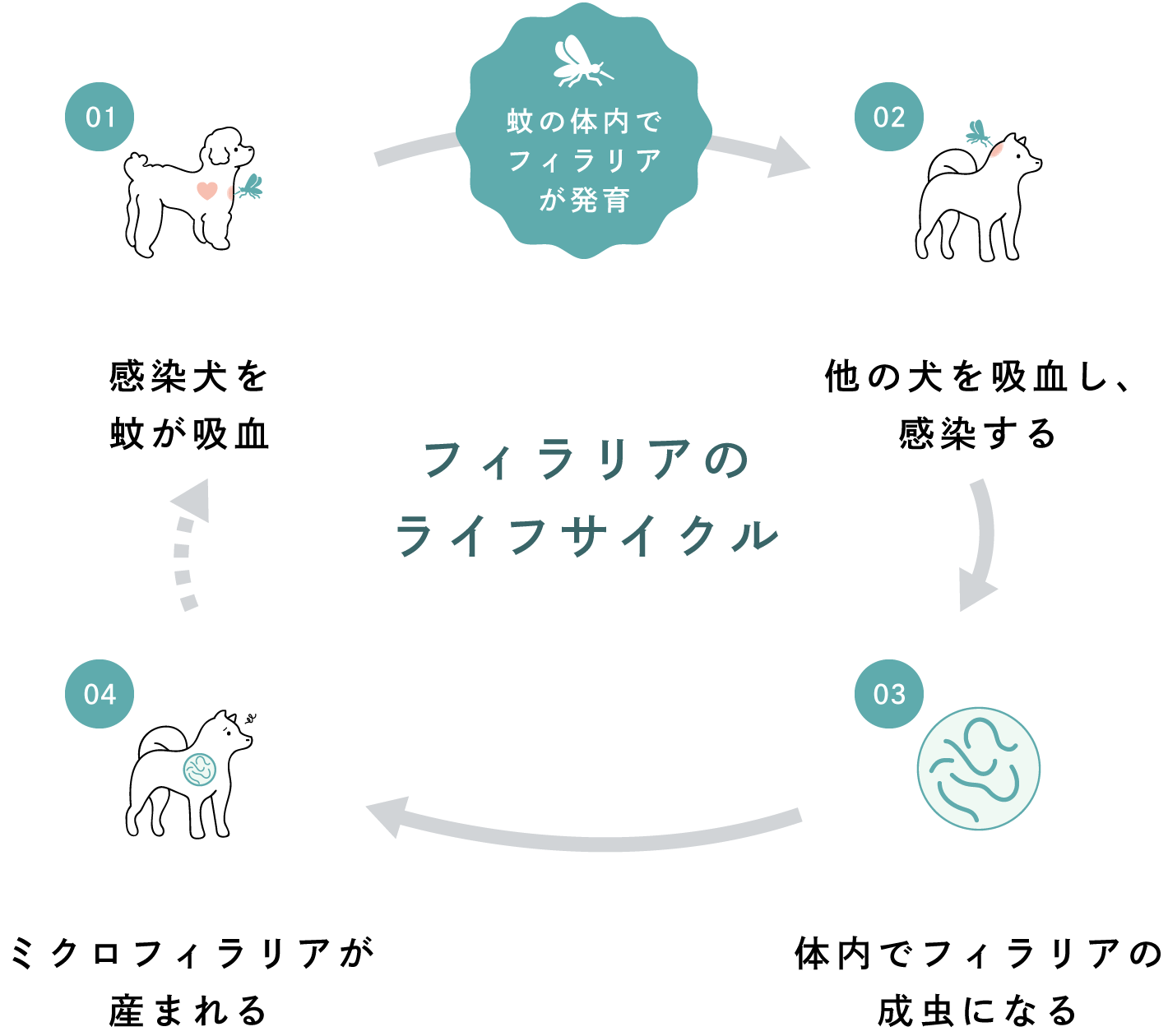 フィラリアのライフサイクル